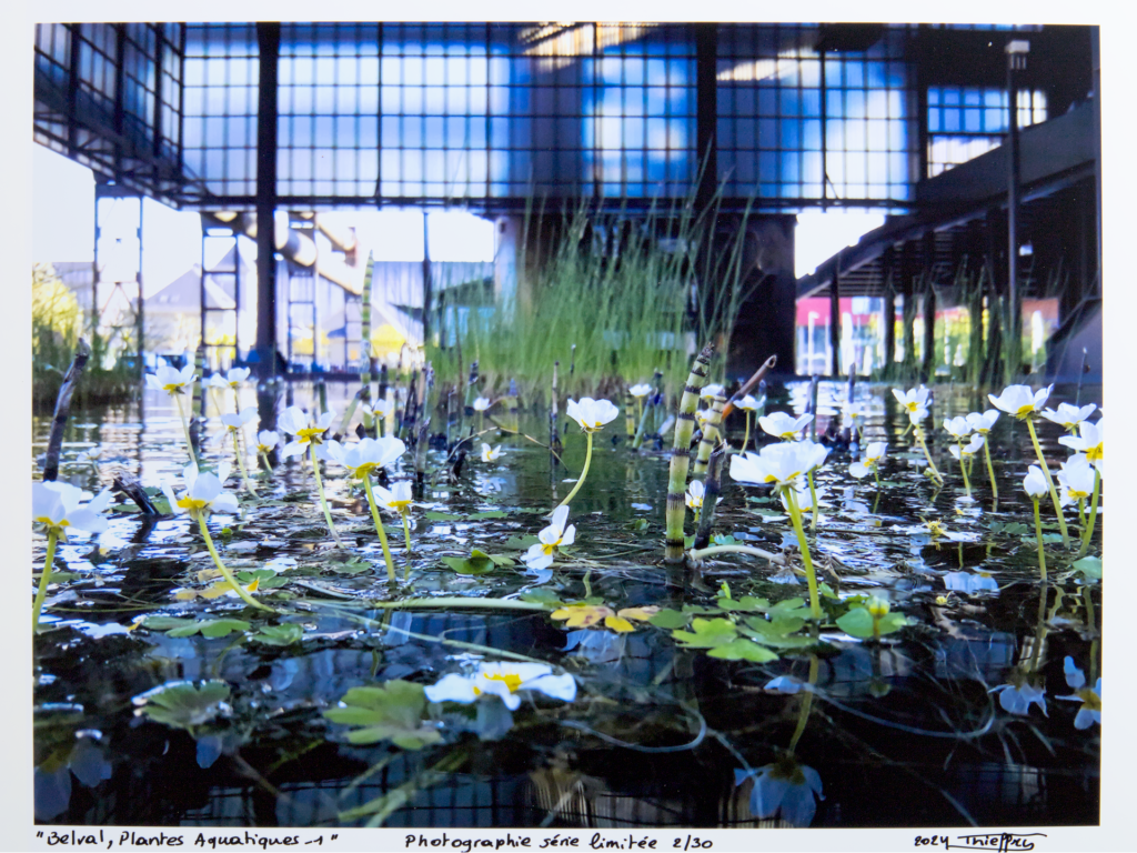Vanessa Thieffry, "Belval, plantes aquatiques", image produit sans cadre croppe